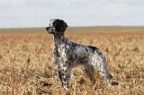 SETTER ANGLAIS 162